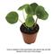 Show in main carousel: ReptiFauna Chinese Money Plant Tropical Plant, 2-in Pot, 3 count slide 2 of 7