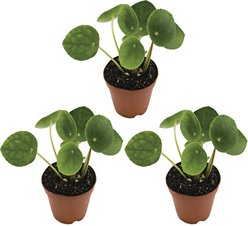 ReptiFauna Chinese Money Plant Tropical Plant, 2-in Pot, 3 count