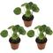 Show in main carousel: ReptiFauna Chinese Money Plant Tropical Plant, 2-in Pot, 3 count slide 1 of 7