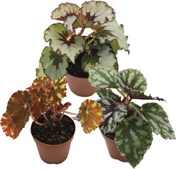 ReptiFauna Assorted Begonia Tropical Plant, 2-in Pot, 3 count