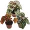 Show in main carousel: ReptiFauna Assorted Begonia Tropical Plant, 2-in Pot, 3 count slide 1 of 10