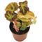 Show in main carousel: ReptiFauna Assorted Begonia Tropical Plant, 2-in Pot, 3 count slide 4 of 10