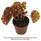 Show in main carousel: ReptiFauna Assorted Begonia Tropical Plant, 2-in Pot, 3 count slide 2 of 10