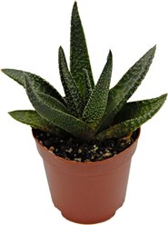 ReptiFauna Assorted Haworthia Desert Plant, 2-in Pot, 3 count slide 2 of 9