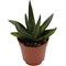 Show in main carousel: ReptiFauna Assorted Haworthia Desert Plant, 2-in Pot, 3 count slide 8 of 10