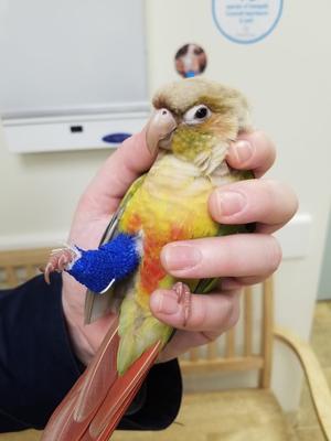 Show full view: Show Me Animal African Grey Parrot First Aid Kit, White Case slide 3 of 3