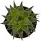 Show in main carousel: ReptiFauna Assorted Haworthia Desert Plant, 2-in Pot, 3 count slide 4 of 10