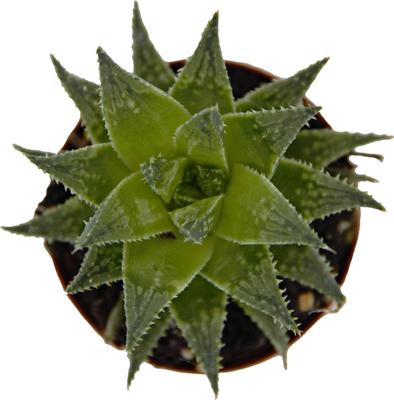 Show full view: ReptiFauna Assorted Haworthia Desert Plant, 2-in Pot, 3 count slide 4 of 10