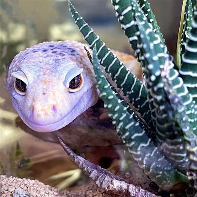 Show full view: ReptiFauna Assorted Haworthia Desert Plant, 2-in Pot, 3 count slide 3 of 10