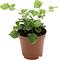 Show in main carousel: ReptiFauna Assorted Fern Tropical Plant, 2-in Pot, 3 count slide 9 of 10