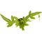 Show in main carousel: ReptiFauna Assorted Fern Tropical Plant, 2-in Pot, 3 count slide 8 of 10