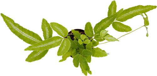 Show full view: ReptiFauna Assorted Fern Tropical Plant, 2-in Pot, 3 count slide 8 of 10