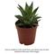 Show in main carousel: ReptiFauna Assorted Haworthia Desert Plant, 2-in Pot, 3 count slide 2 of 10