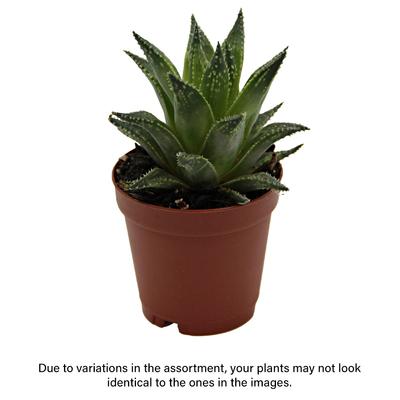 Show full view: ReptiFauna Assorted Haworthia Desert Plant, 2-in Pot, 3 count slide 2 of 10