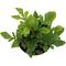 Show in main carousel: ReptiFauna Assorted Fern Tropical Plant, 2-in Pot, 3 count slide 4 of 10
