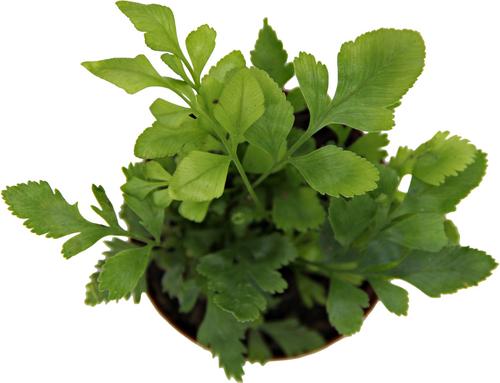 Show full view: ReptiFauna Assorted Fern Tropical Plant, 2-in Pot, 3 count slide 4 of 10