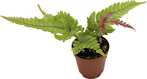 Show full view: ReptiFauna Assorted Fern Tropical Plant, 2-in Pot, 3 count slide 5 of 10