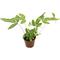 Show in main carousel: ReptiFauna Assorted Fern Tropical Plant, 2-in Pot, 3 count slide 7 of 10