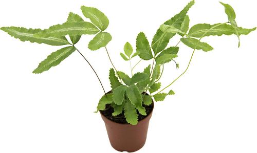 Show full view: ReptiFauna Assorted Fern Tropical Plant, 2-in Pot, 3 count slide 7 of 10