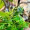Show in main carousel: ReptiFauna Assorted Fern Tropical Plant, 2-in Pot, 3 count slide 3 of 10