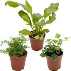 ReptiFauna Assorted Fern Tropical Plant, 2-in Pot, 3 count