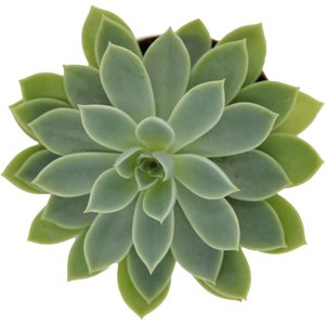 ReptiFauna Assorted Echeveria Desert Plant, 2-in Pot, 3 count