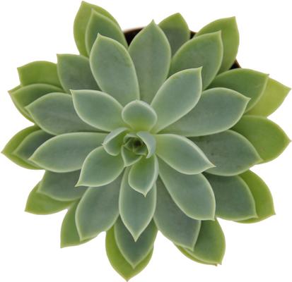 Show full view: ReptiFauna Assorted Echeveria Desert Plant, 2-in Pot, 3 count slide 6 of 10