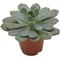 Show in main carousel: ReptiFauna Assorted Echeveria Desert Plant, 2-in Pot, 3 count slide 7 of 10