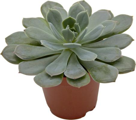 Show full view: ReptiFauna Assorted Echeveria Desert Plant, 2-in Pot, 3 count slide 7 of 10