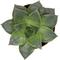 Show in main carousel: ReptiFauna Assorted Echeveria Desert Plant, 2-in Pot, 3 count slide 4 of 10