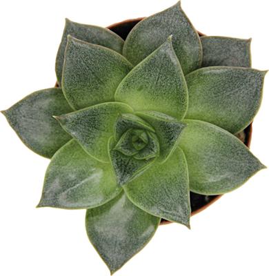 Show full view: ReptiFauna Assorted Echeveria Desert Plant, 2-in Pot, 3 count slide 4 of 10
