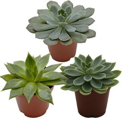 ReptiFauna Assorted Echeveria Desert Plant, 2-in Pot, 3 count