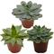 Show in main carousel: ReptiFauna Assorted Echeveria Desert Plant, 2-in Pot, 3 count slide 1 of 10