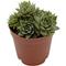 Show in main carousel: ReptiFauna Assorted Sempervivum Desert Plant, 2-in Pot, 3 count slide 7 of 9
