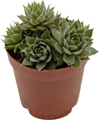 Show full view: ReptiFauna Assorted Sempervivum Desert Plant, 2-in Pot, 3 count slide 7 of 9