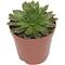 Show in main carousel: ReptiFauna Assorted Sempervivum Desert Plant, 2-in Pot, 3 count slide 5 of 9