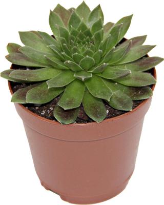 Show full view: ReptiFauna Assorted Sempervivum Desert Plant, 2-in Pot, 3 count slide 5 of 9