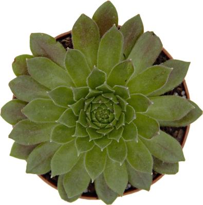 Show full view: ReptiFauna Assorted Sempervivum Desert Plant, 2-in Pot, 3 count slide 6 of 9