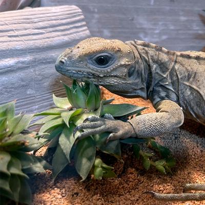 Show full view: ReptiFauna Assorted Sempervivum Desert Plant, 2-in Pot, 3 count slide 3 of 9