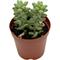 Show in main carousel: ReptiFauna Assorted Sedum Desert Plant, 2-in Pot, 3 count slide 9 of 10
