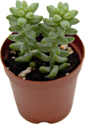 Show full view: ReptiFauna Assorted Sedum Desert Plant, 2-in Pot, 3 count slide 9 of 10