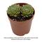 Show in main carousel: ReptiFauna Assorted Sempervivum Desert Plant, 2-in Pot, 3 count slide 2 of 9