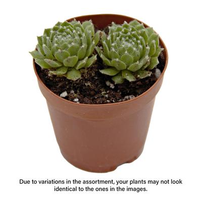 Show full view: ReptiFauna Assorted Sempervivum Desert Plant, 2-in Pot, 3 count slide 2 of 9