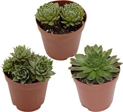 ReptiFauna Assorted Sempervivum Desert Plant, 2-in Pot, 3 count