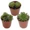 Show in main carousel: ReptiFauna Assorted Sempervivum Desert Plant, 2-in Pot, 3 count slide 1 of 9