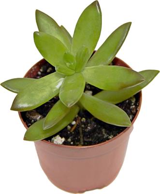 Show full view: ReptiFauna Assorted Sedum Desert Plant, 2-in Pot, 3 count slide 7 of 10