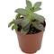 Show in main carousel: ReptiFauna Assorted Sedum Desert Plant, 2-in Pot, 3 count slide 5 of 10