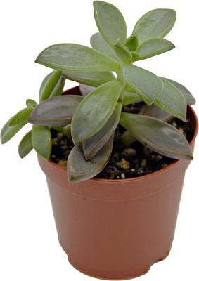 Show full view: ReptiFauna Assorted Sedum Desert Plant, 2-in Pot, 3 count slide 5 of 10