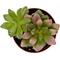 Show in main carousel: ReptiFauna Assorted Sedum Desert Plant, 2-in Pot, 3 count slide 4 of 10