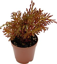 ReptiFauna Assorted Moss Tropical Plant, 2-in Pot, 3 count slide 2 of 9